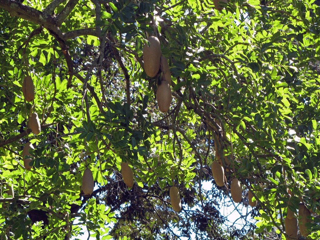 Tree with Large Pods